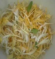 Picked Honeysuckle